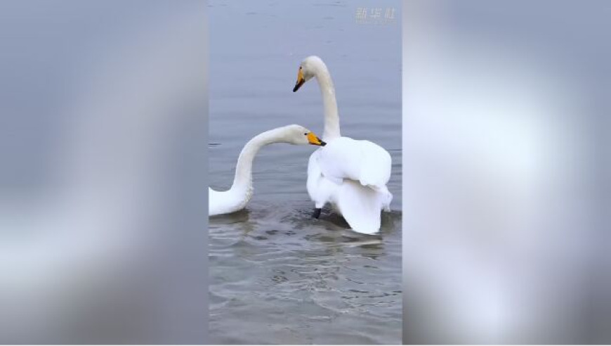 澳门全年免费资料大全集,女子信偏方生吞鱼胆致肝肾衰竭,确保成语解释落实的问题_内测版V15.59